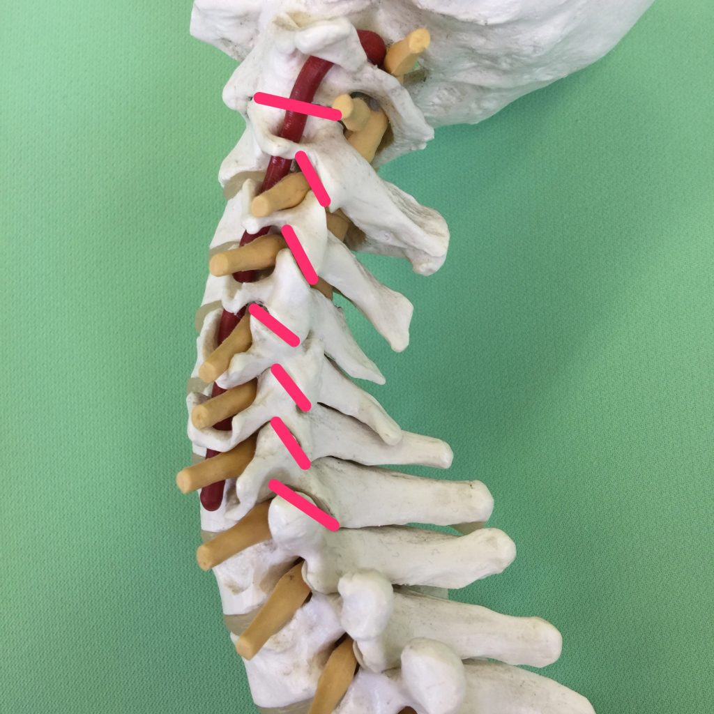 頸椎の椎間関節面