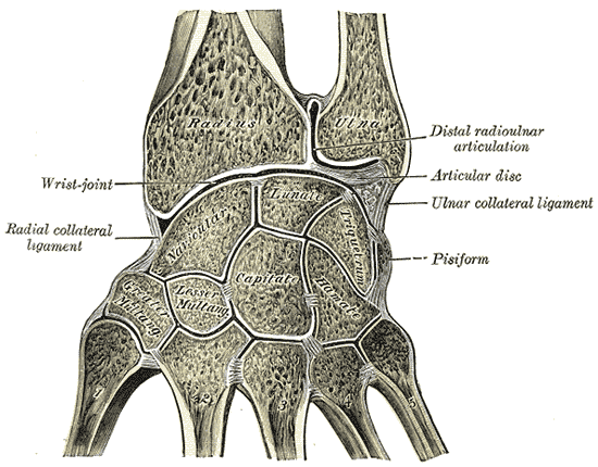 引用元：{Gray's Anatomy plate|Vertical section through the articulations at the wrist, showing the synovial cavities.}}